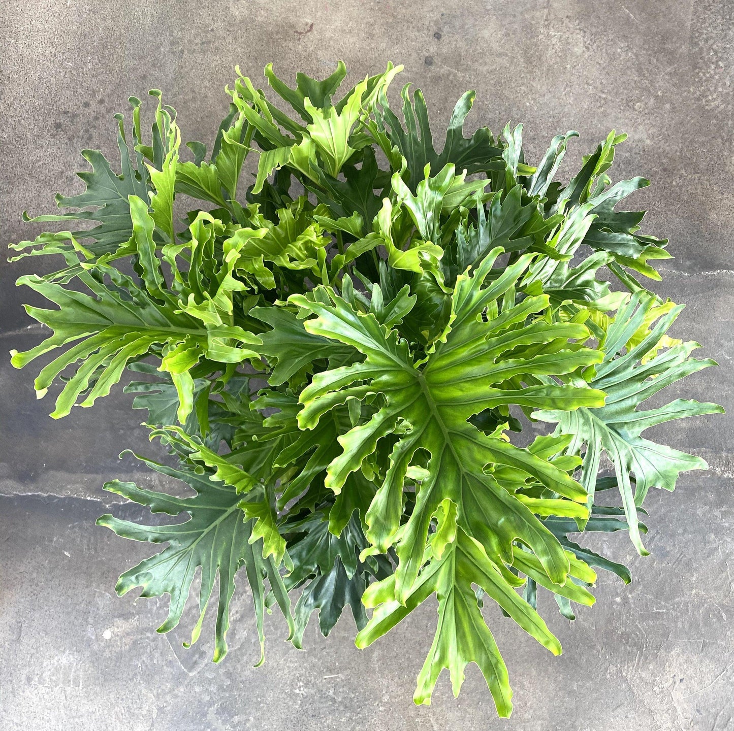Philodendron Lickety Split - View 20 from www redcrocus com