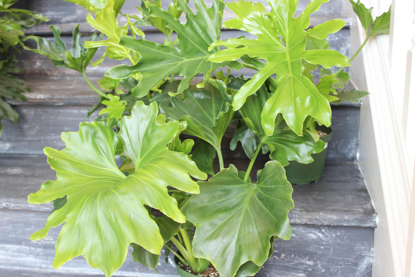 Philodendron Lickety Split - View 2 from www redcrocus com