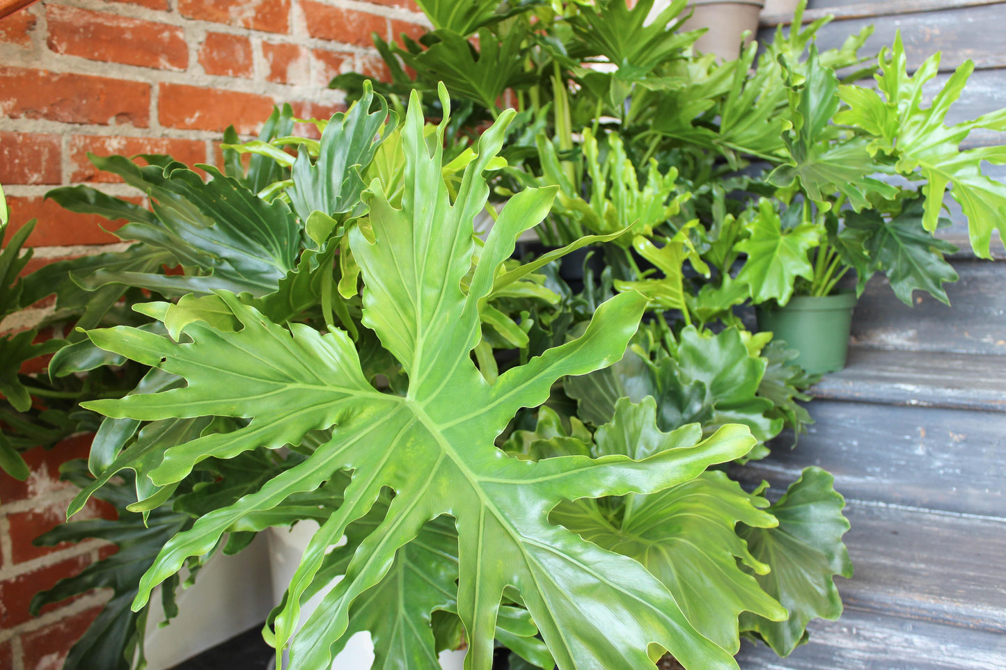 Philodendron Lickety Split - View 3 from www redcrocus com