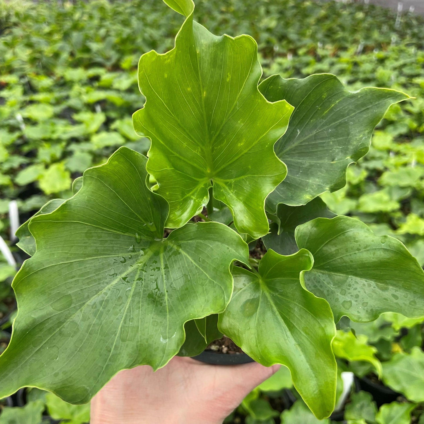 Philodendron Lickety Split - View 4 from www redcrocus com