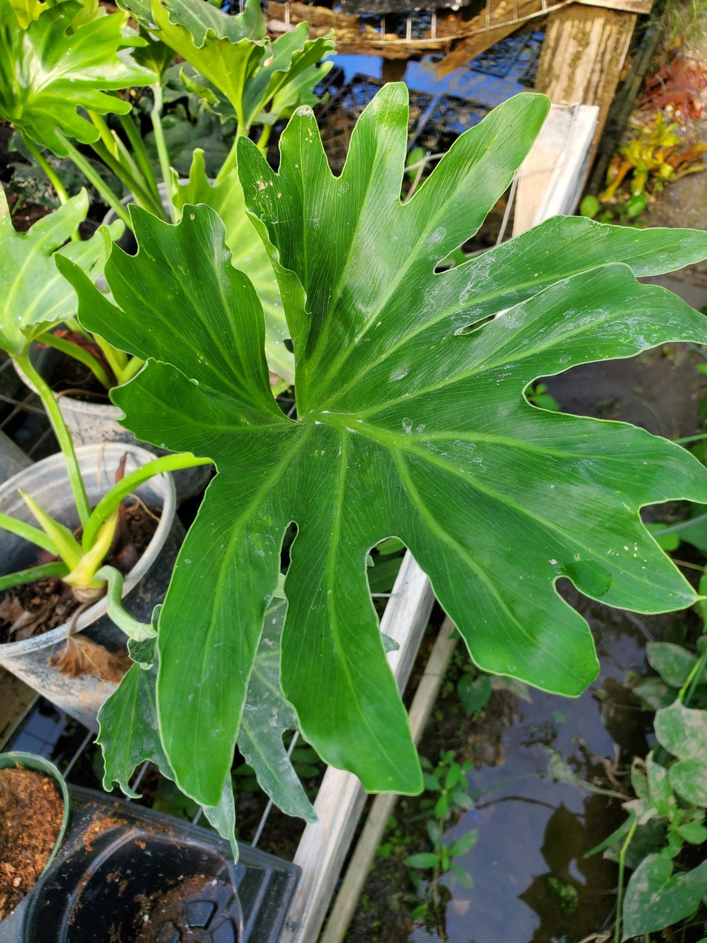 Philodendron Lickety Split - View 6 from www redcrocus com