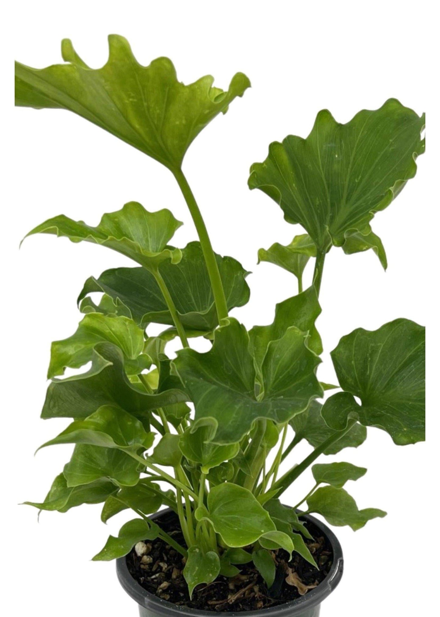 Philodendron Lickety Split - View 7 from www redcrocus com