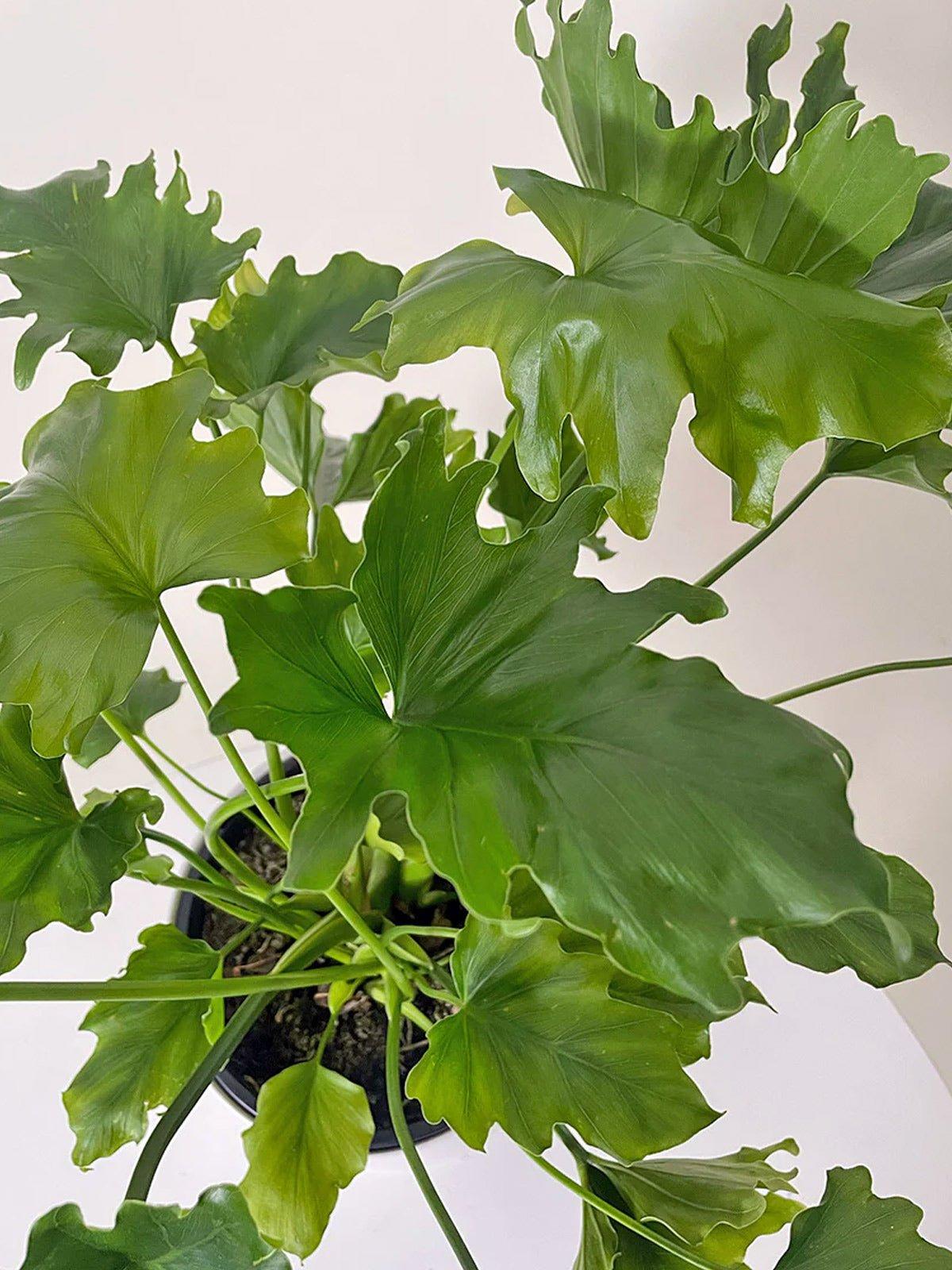 Philodendron Lickety Split - View 8 from www redcrocus com