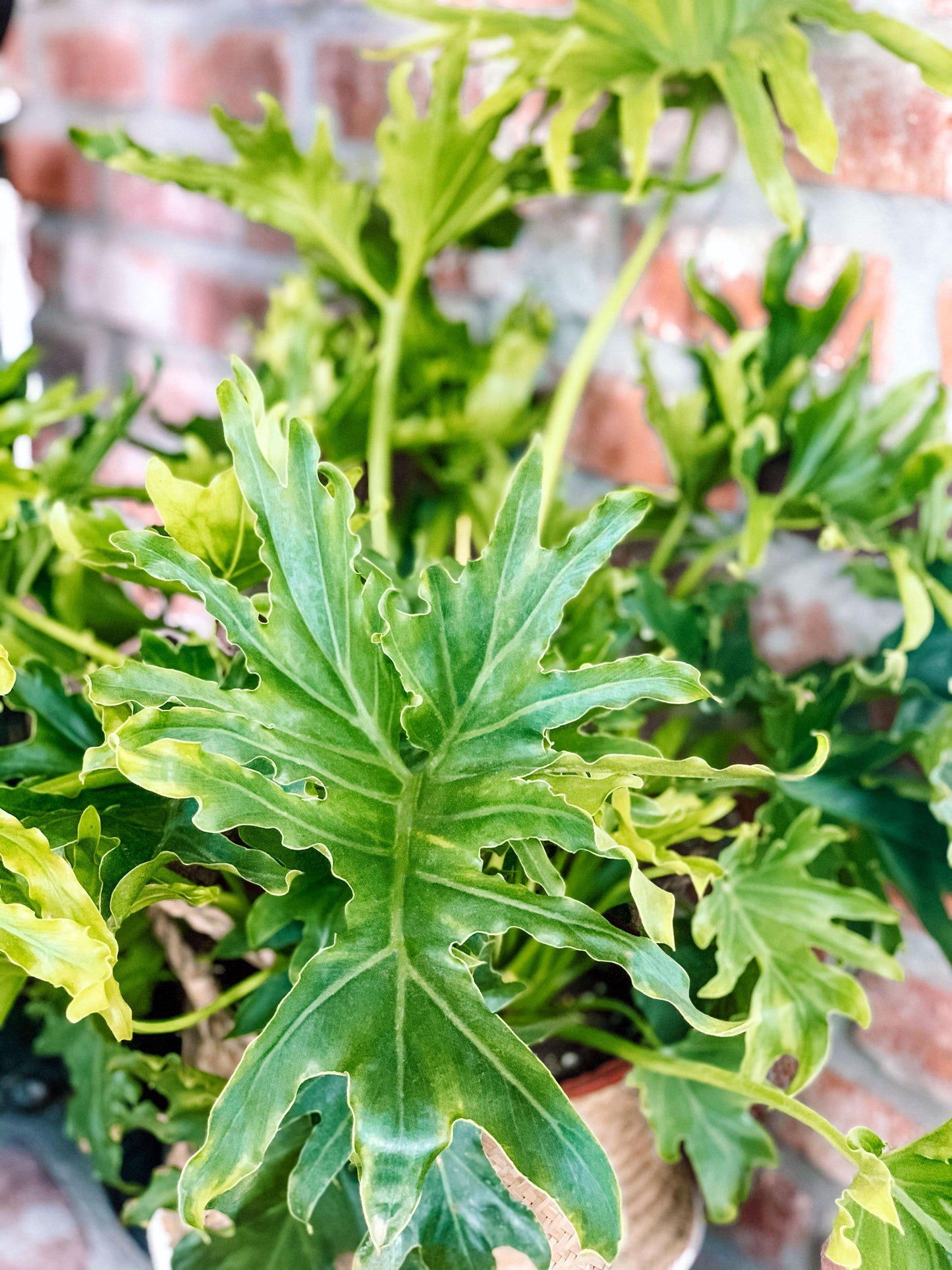 Philodendron Lickety Split - View 9 from www redcrocus com