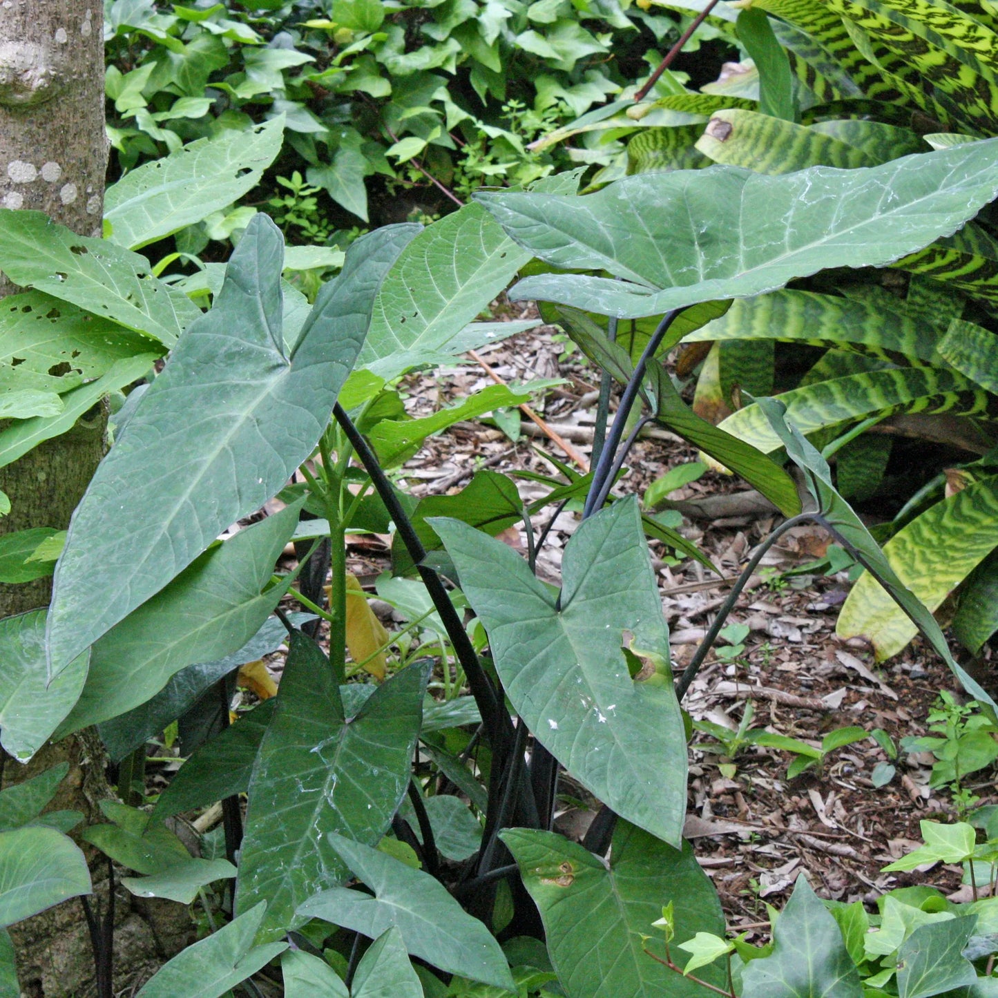 Xanthosoma Assorted - View 16 from www redcrocus com