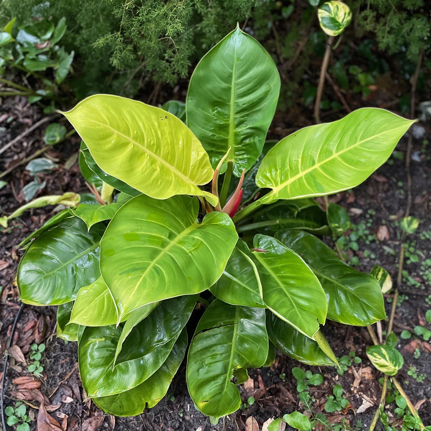 Philodendron Moonlight - View 10 from www redcrocus com