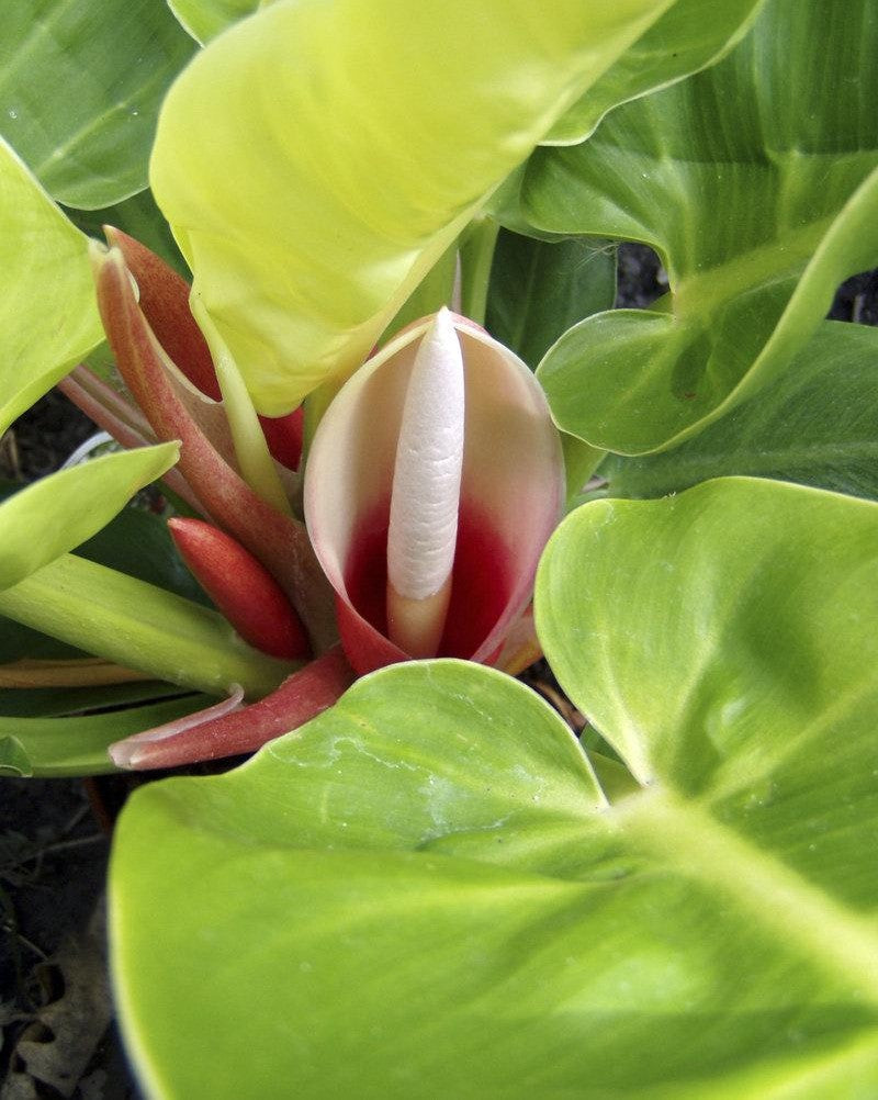 Philodendron Moonlight - View 11 from www redcrocus com