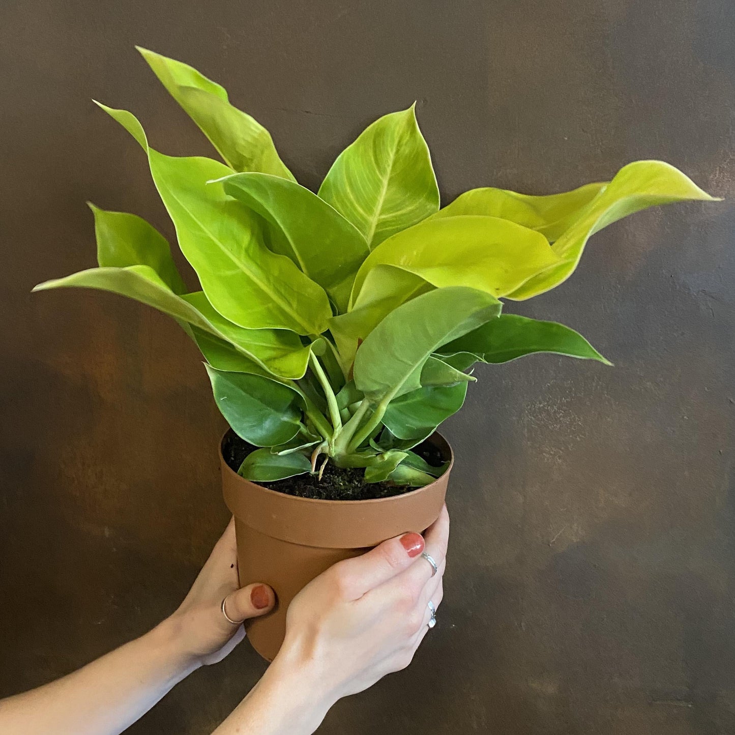 Philodendron Moonlight - View 16 from www redcrocus com
