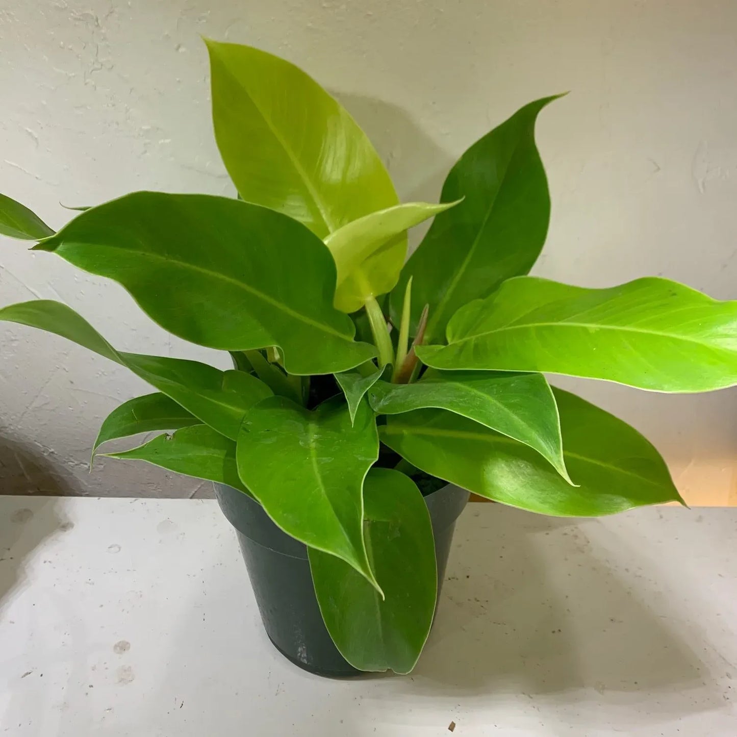 Philodendron Moonlight - View 18 from www redcrocus com