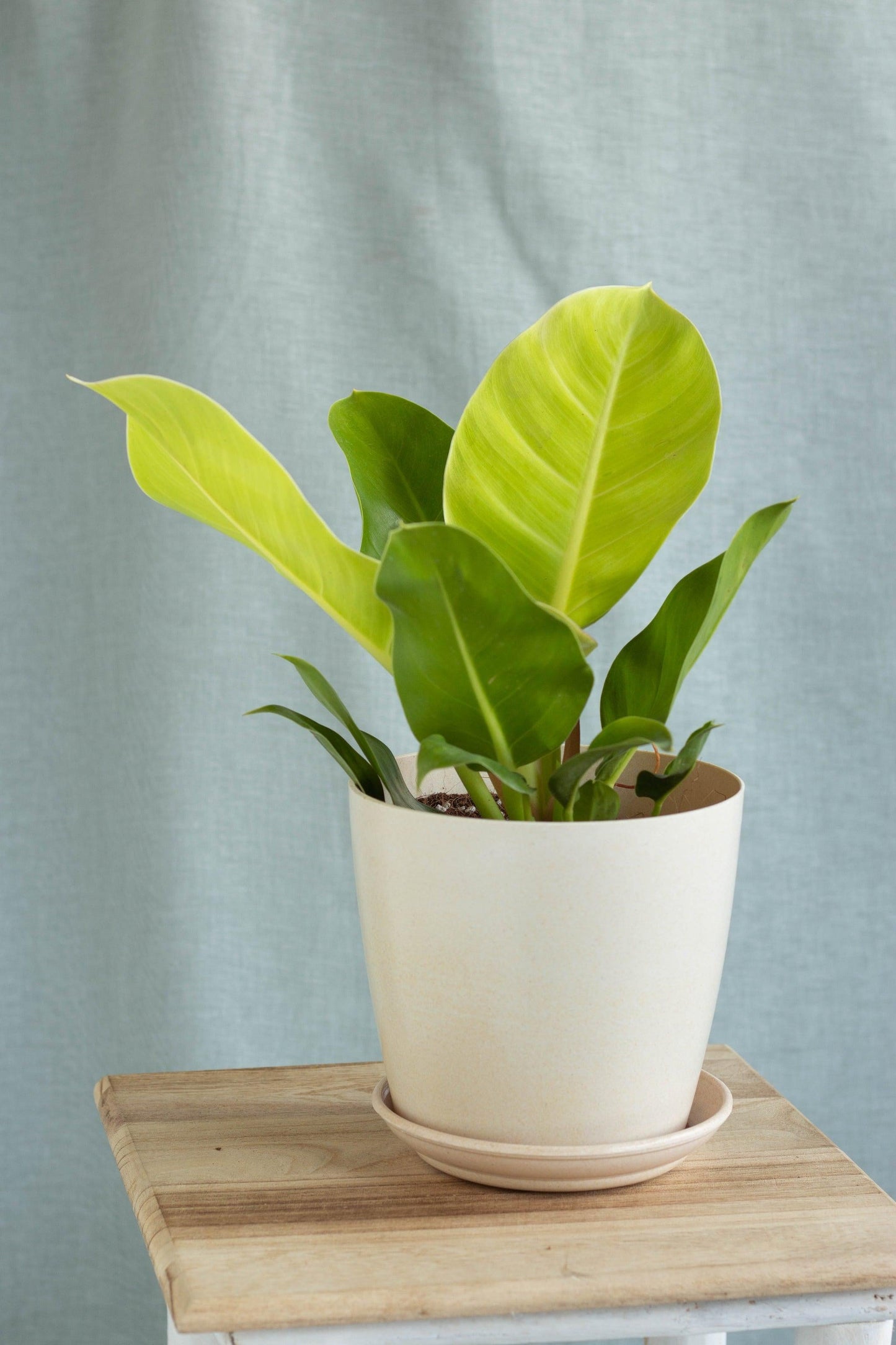 Philodendron Moonlight - View 19 from www redcrocus com