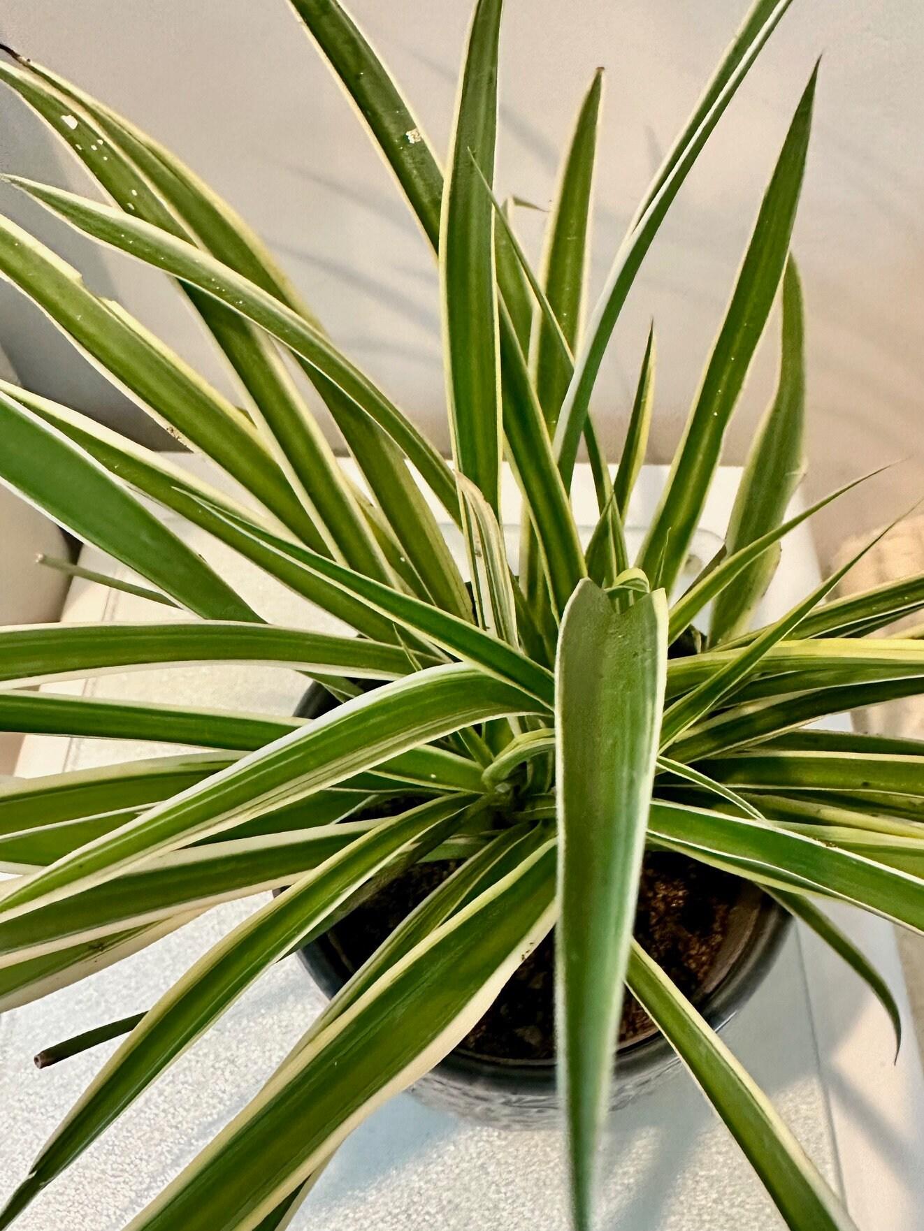 Spider Plant Chlorophytum Assorted - View 14 from www redcrocus com