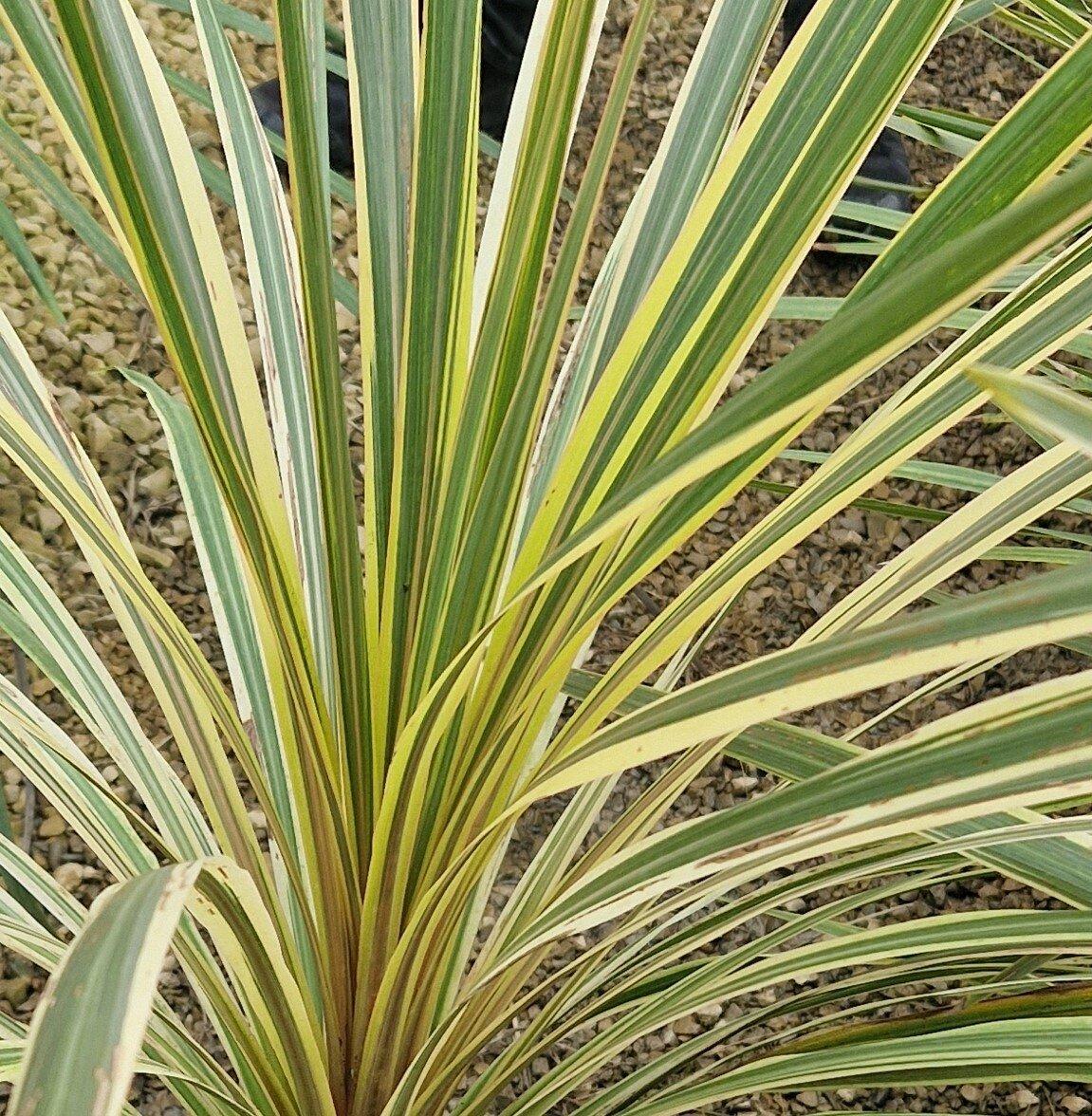 Cordyline Australis Torbay Dazzler - View 9 from www redcrocus com
