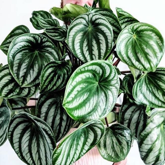 Peperomia Argyreia 'watermelon' - View 11 from www redcrocus com