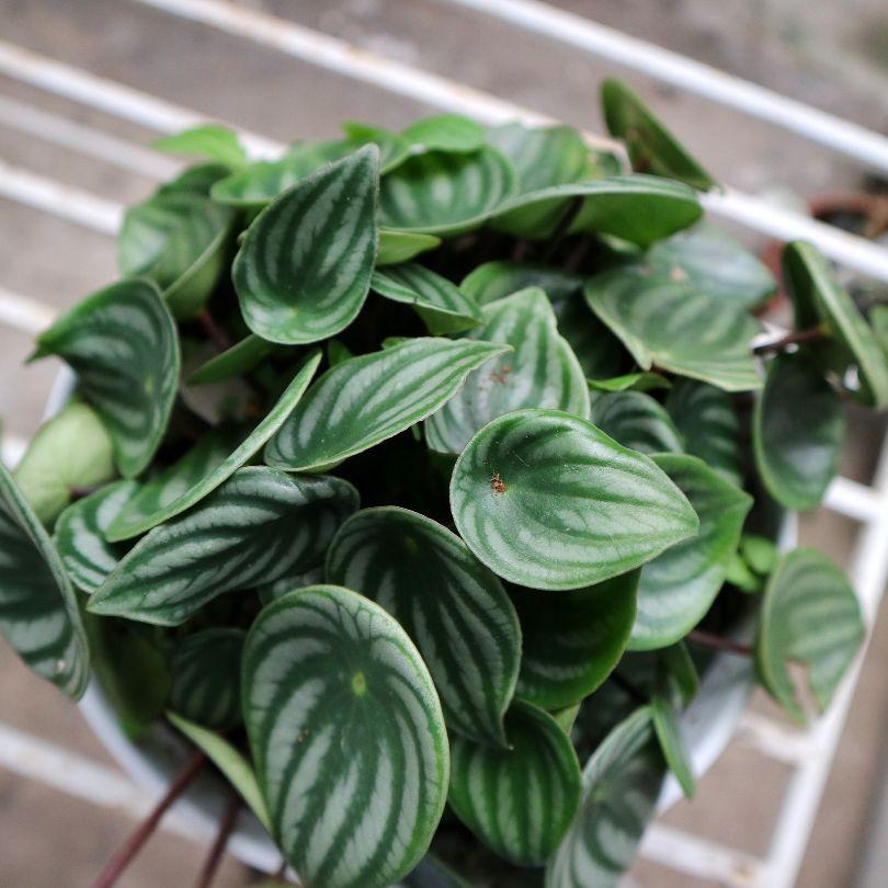 Peperomia Argyreia 'watermelon' - View 12 from www redcrocus com