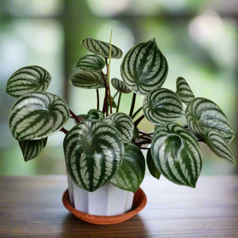 Peperomia Argyreia 'watermelon' - View 14 from www redcrocus com