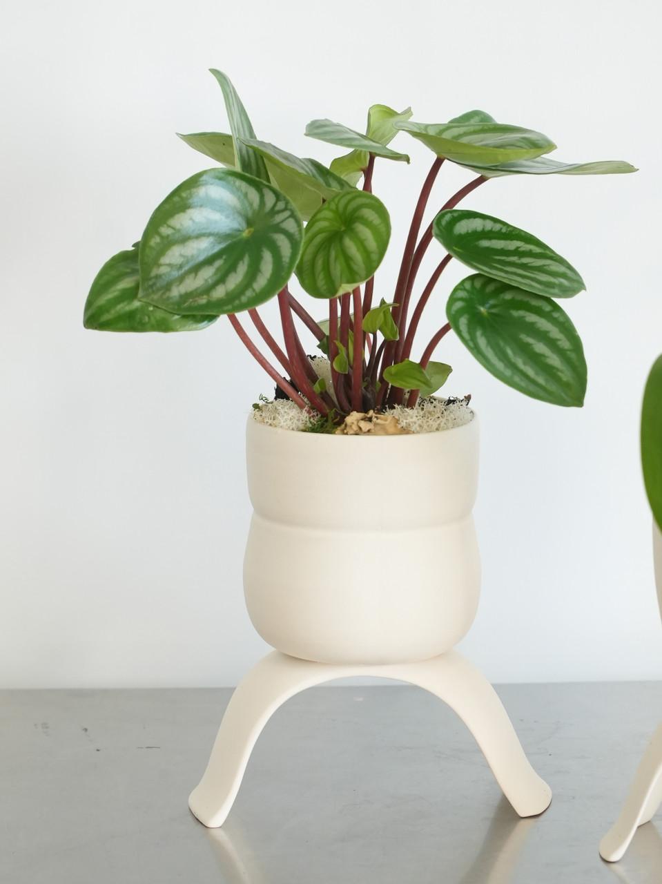 Peperomia Argyreia 'watermelon' - View 15 from www redcrocus com