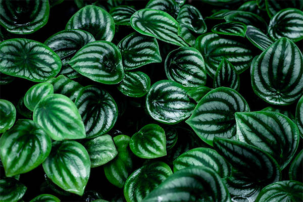 Peperomia Argyreia 'watermelon' - View 16 from www redcrocus com