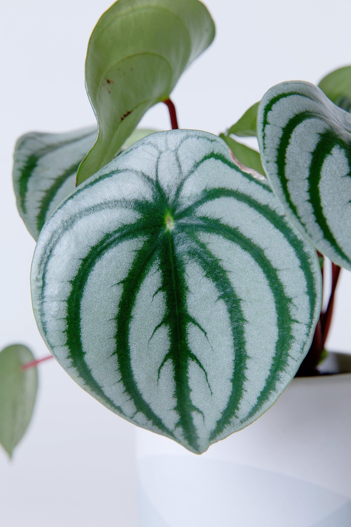 Peperomia Argyreia 'watermelon' - View 17 from www redcrocus com
