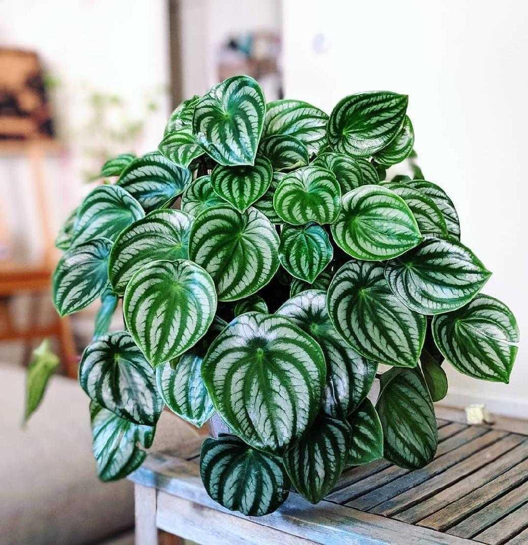 Peperomia Argyreia 'watermelon' - View 3 from www redcrocus com