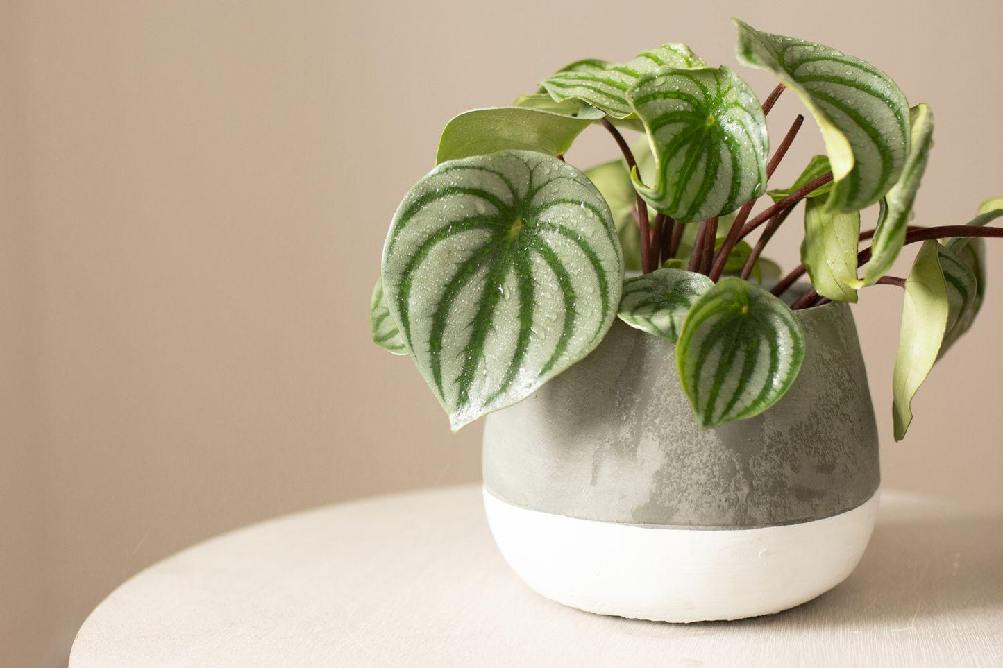 Peperomia Argyreia 'watermelon' - View 4 from www redcrocus com
