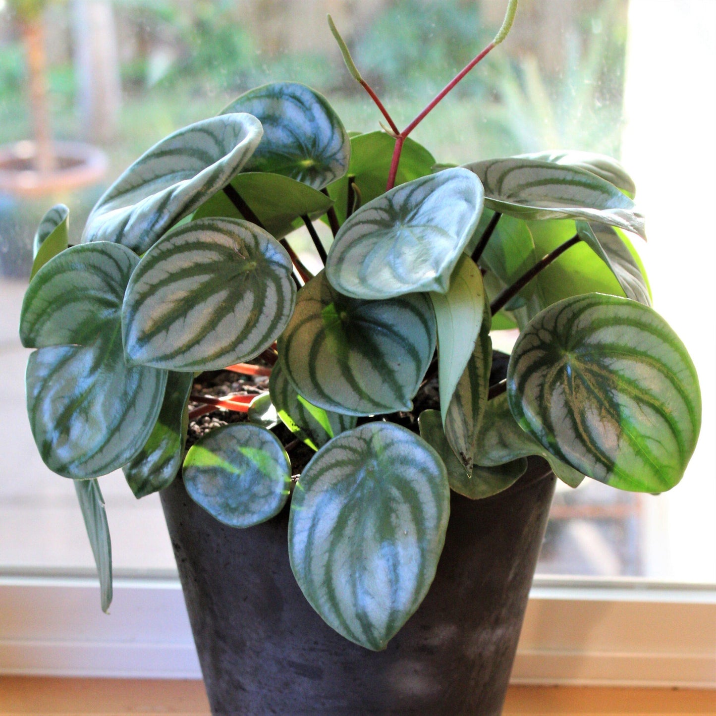 Peperomia Argyreia 'watermelon' - View 7 from www redcrocus com