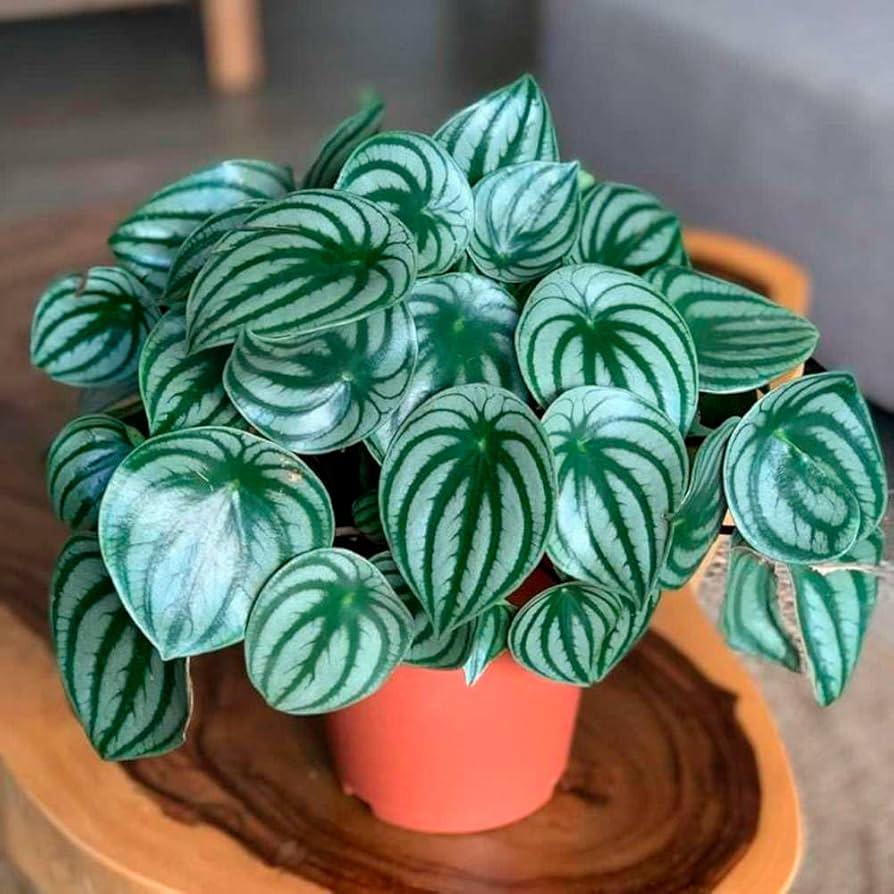Peperomia Argyreia 'watermelon' - View 9 from www redcrocus com
