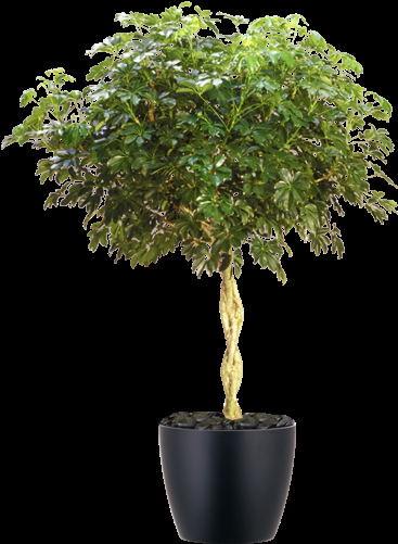 Schefflera Arboricola Standard Braid - View 6 from www redcrocus com