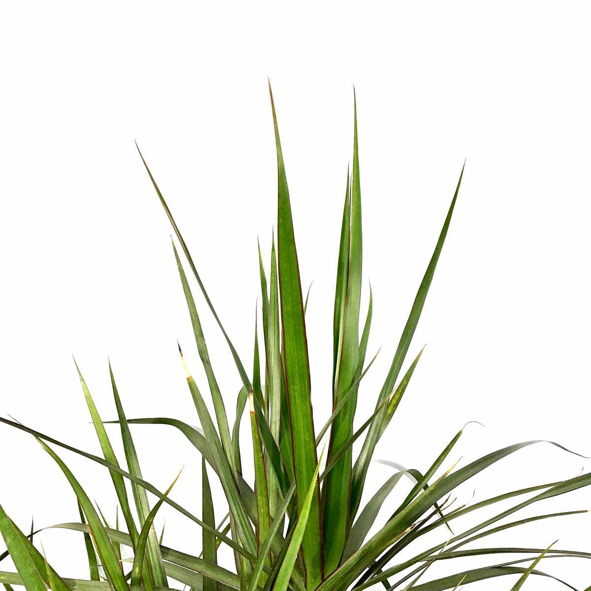 Dracaena Marginata Cutback Staggered - View 14 from www redcrocus com