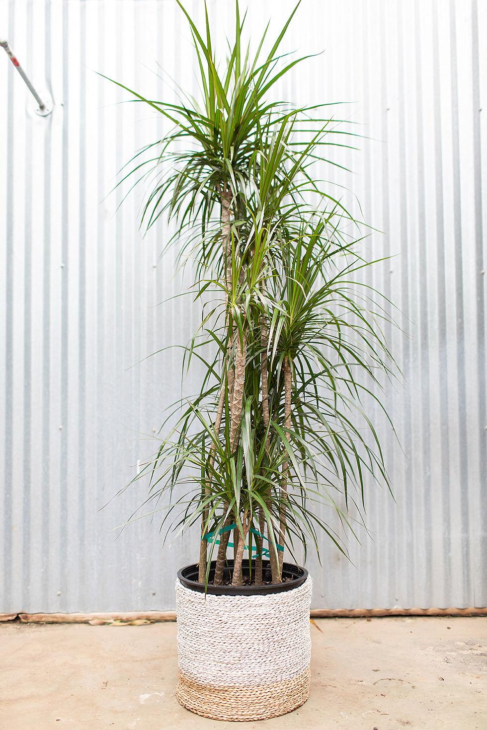 Dracaena Marginata Cutback Staggered - View 15 from www redcrocus com