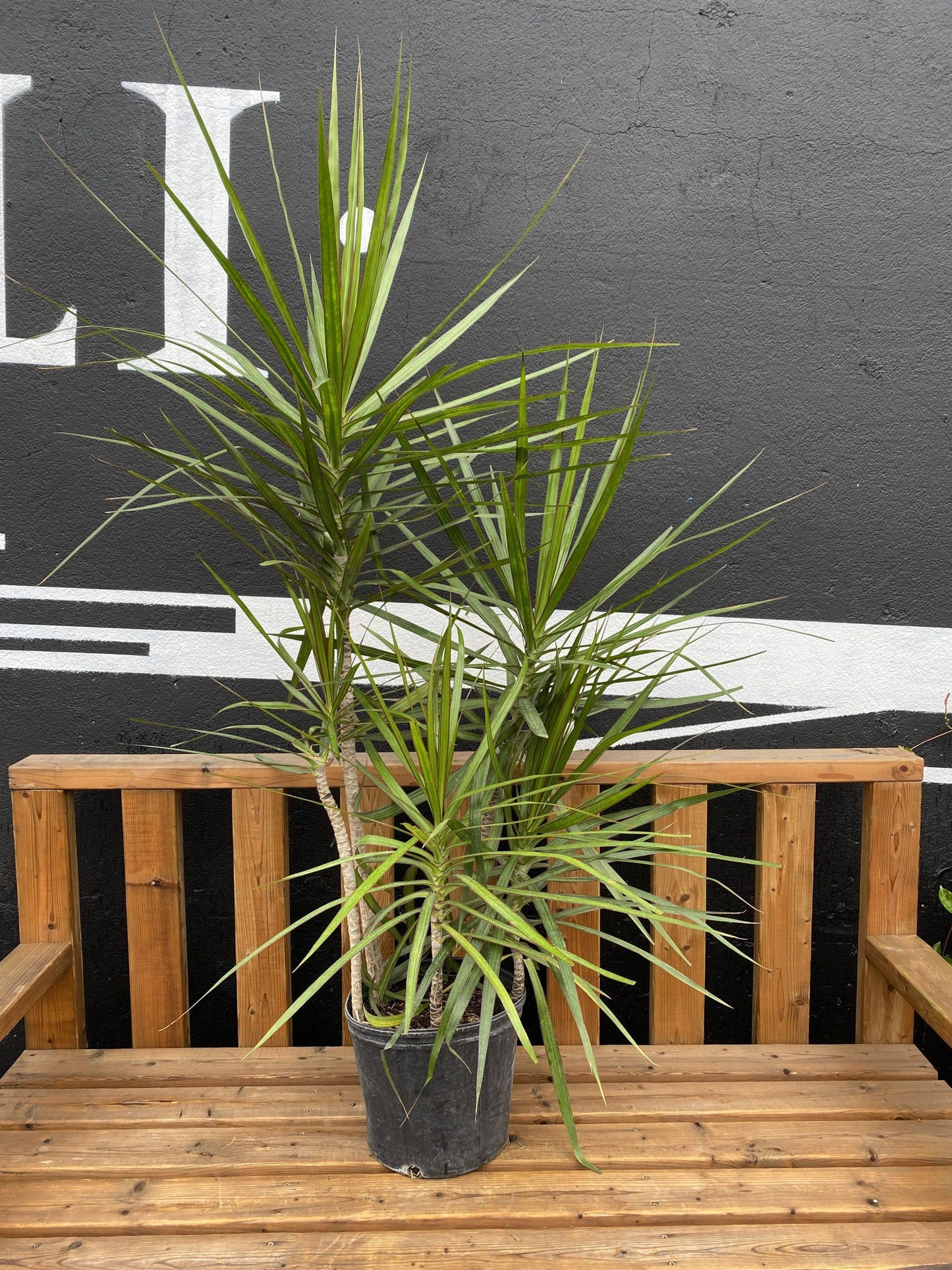 Dracaena Marginata Cutback Staggered - View 16 from www redcrocus com