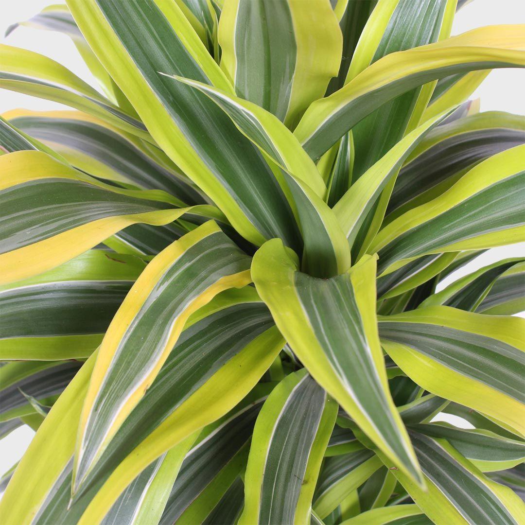 Dracaena Deremensis Lemon Lime Cane - View 10 from www redcrocus com