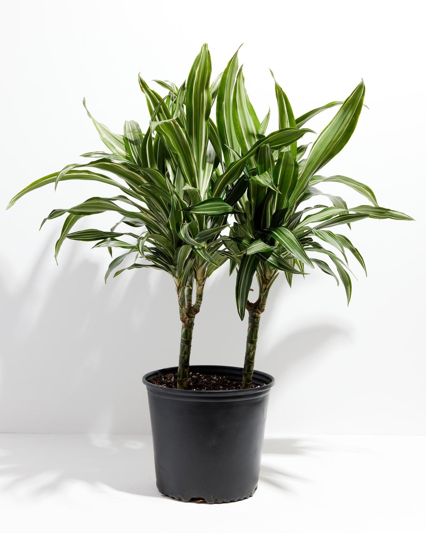 Dracaena Deremensis Lemon Lime Cane - View 11 from www redcrocus com