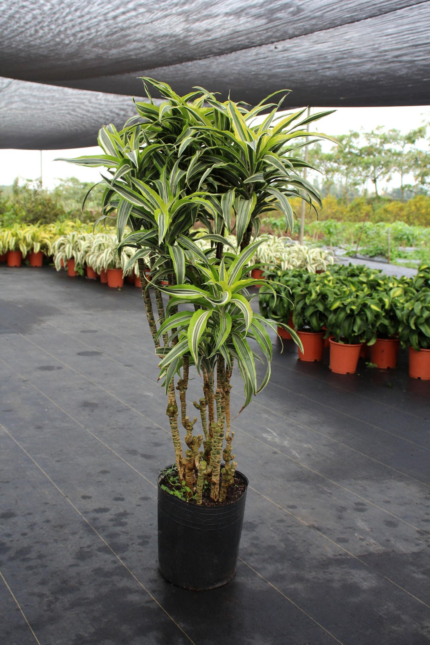Dracaena Deremensis Lemon Lime Cane - View 12 from www redcrocus com
