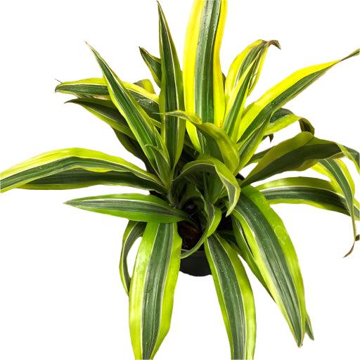 Dracaena Deremensis Lemon Lime Cane - View 13 from www redcrocus com