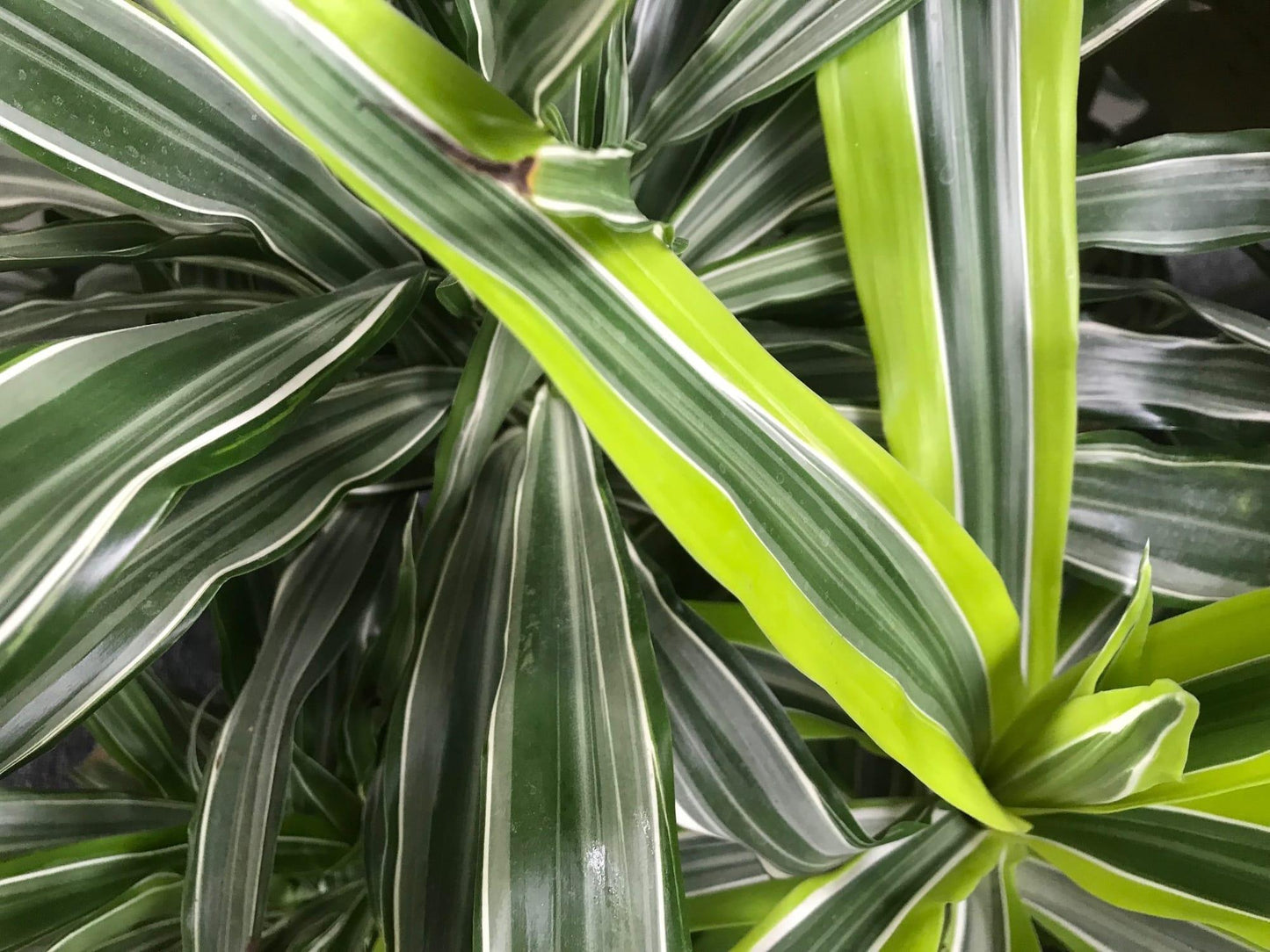 Dracaena Deremensis Lemon Lime Cane - View 14 from www redcrocus com
