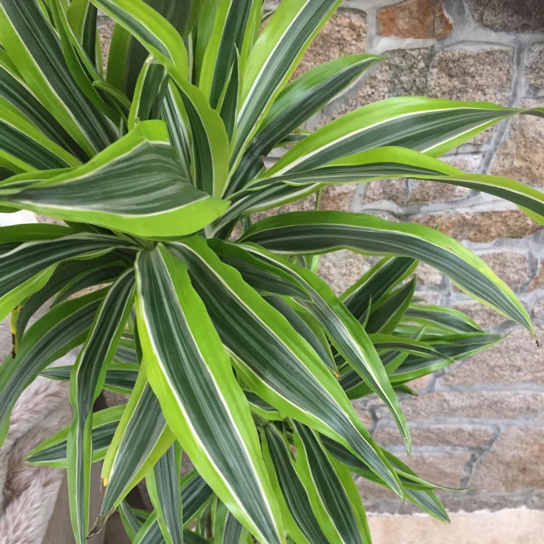 Dracaena Deremensis Lemon Lime Cane - View 15 from www redcrocus com