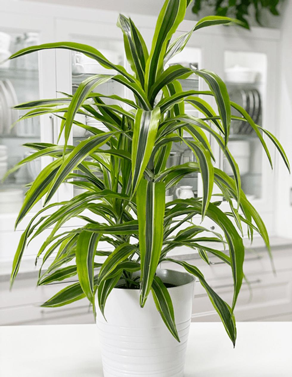 Dracaena Deremensis Lemon Lime Cane - View 16 from www redcrocus com
