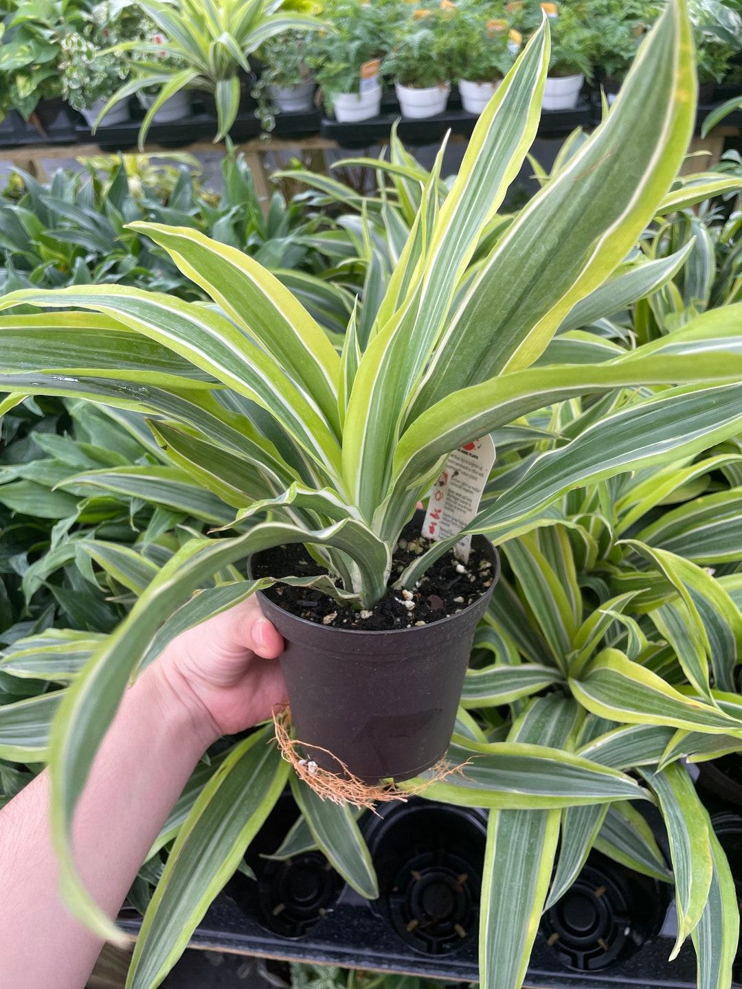 Dracaena Deremensis Lemon Lime Cane - View 18 from www redcrocus com