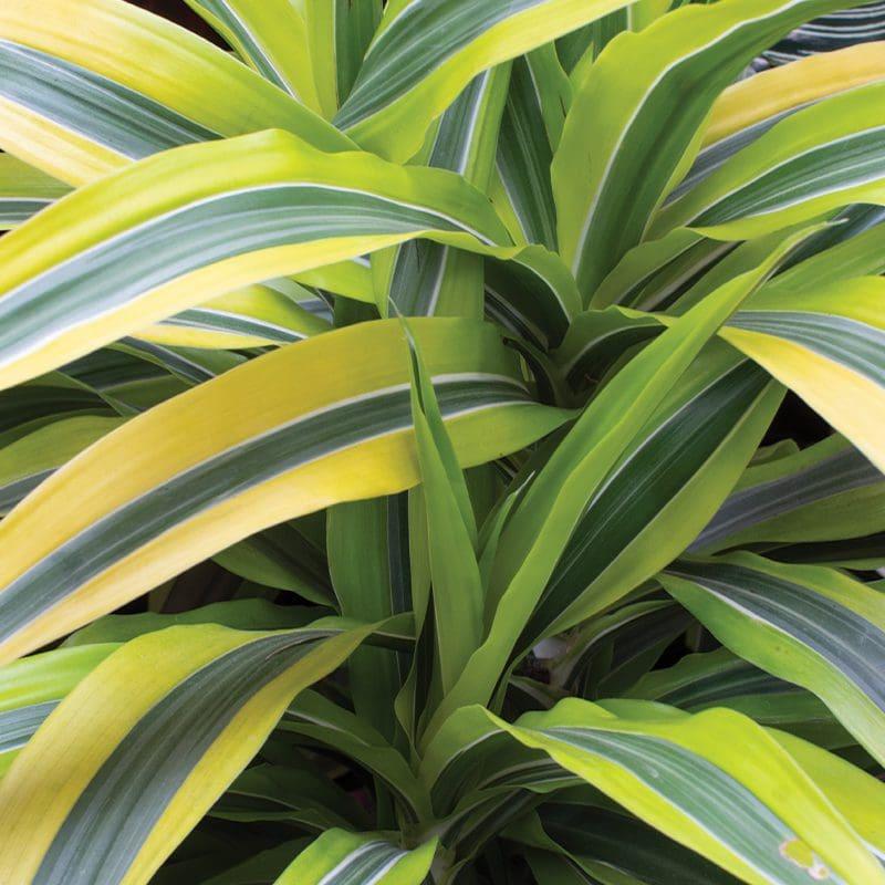 Dracaena Deremensis Lemon Lime Cane - View 1 from www redcrocus com
