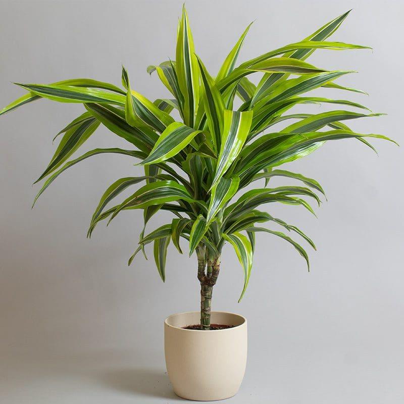 Dracaena Deremensis Lemon Lime Cane - View 2 from www redcrocus com