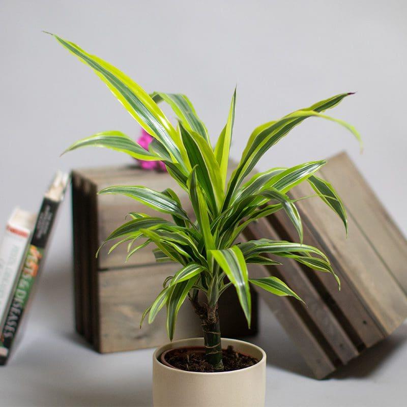 Dracaena Deremensis Lemon Lime Cane - View 4 from www redcrocus com
