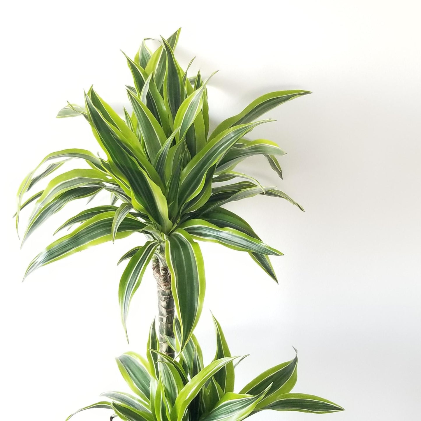 Dracaena Deremensis Lemon Lime Cane - View 5 from www redcrocus com