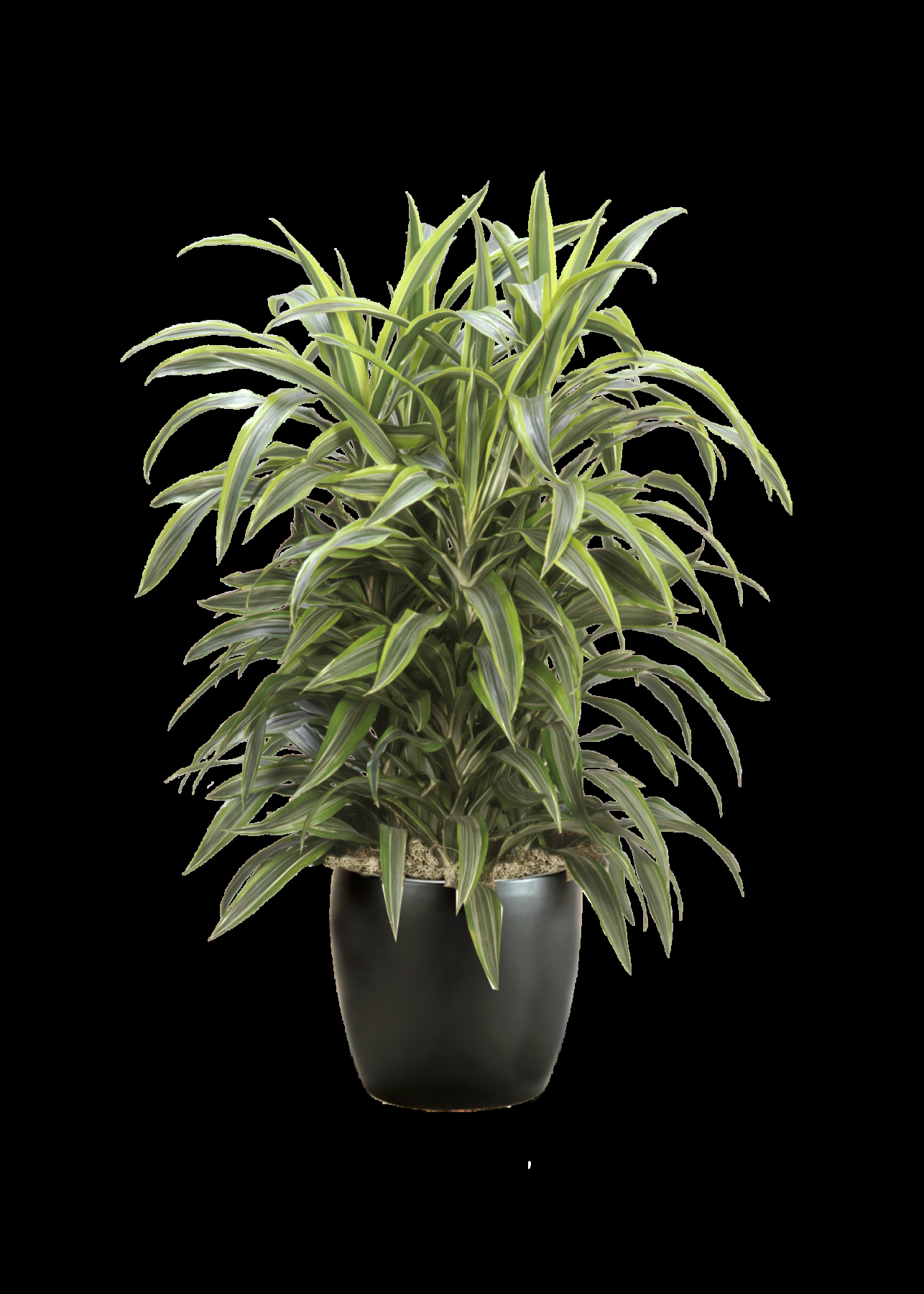 Dracaena Deremensis Lemon Lime Cane - View 7 from www redcrocus com