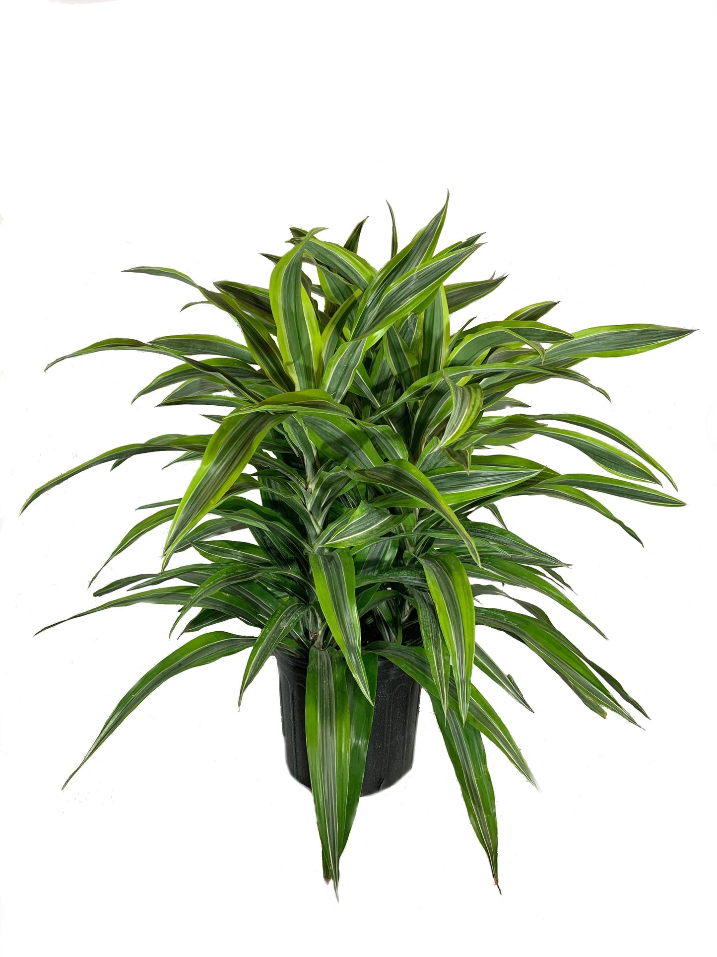 Dracaena Deremensis Lemon Lime Cane - View 9 from www redcrocus com