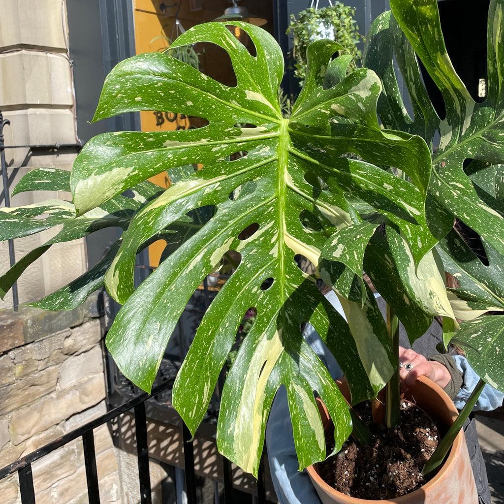 Monstera Deliciosa Thai Constellation - View 13 from www redcrocus com