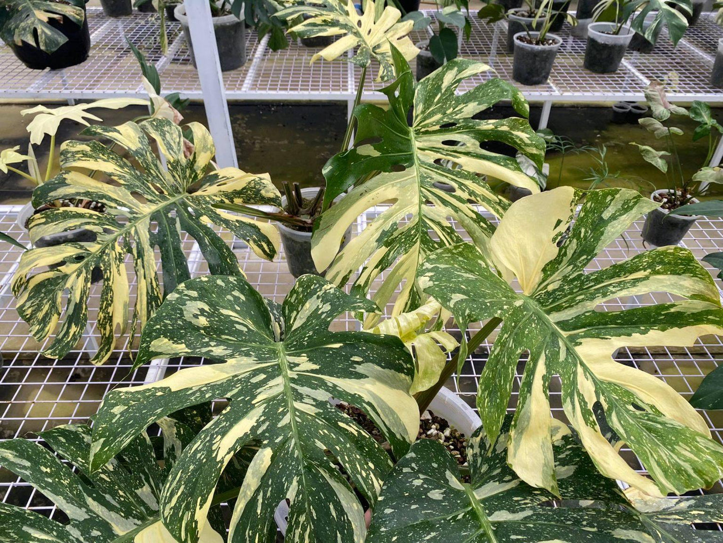 Monstera Deliciosa Thai Constellation - View 19 from www redcrocus com