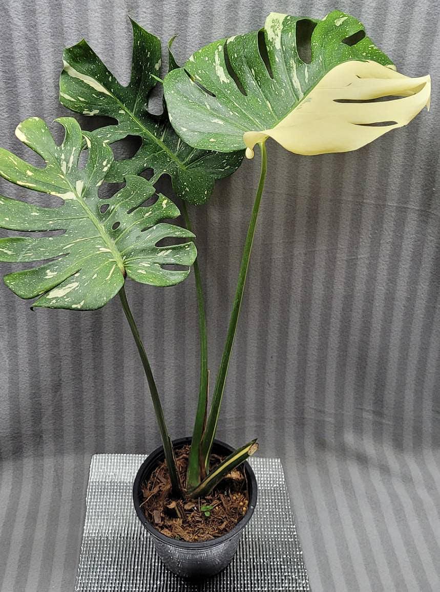 Monstera Deliciosa Thai Constellation - View 6 from www redcrocus com