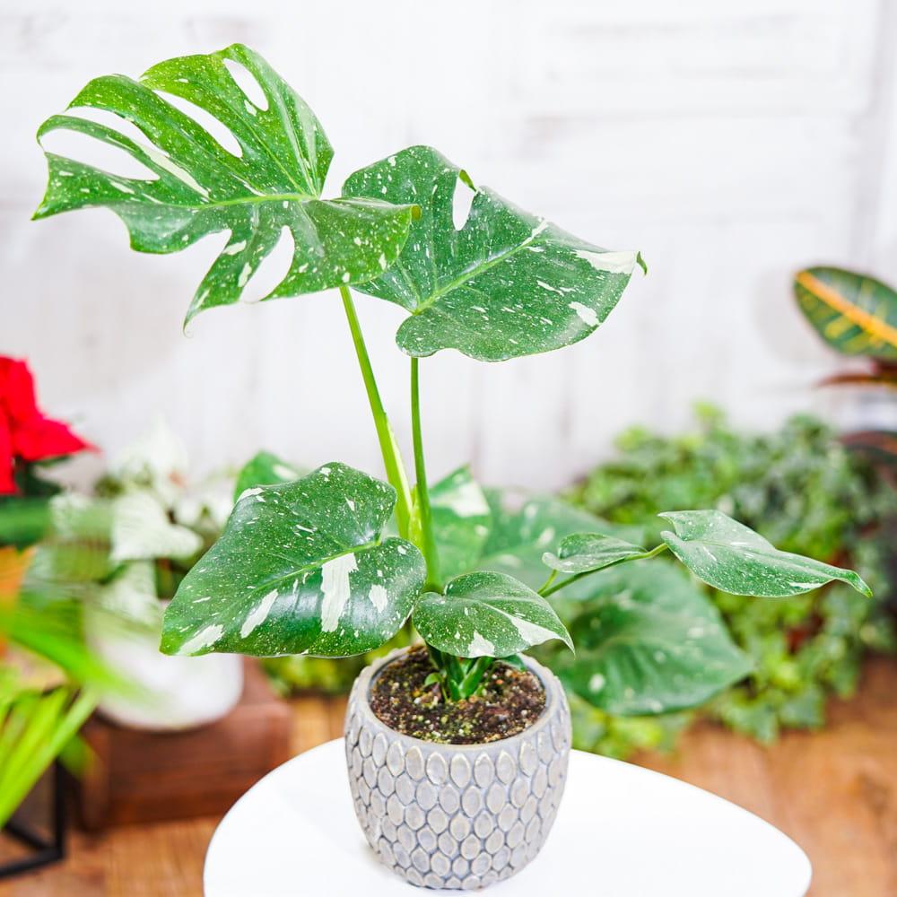 Monstera Deliciosa Thai Constellation - View 9 from www redcrocus com