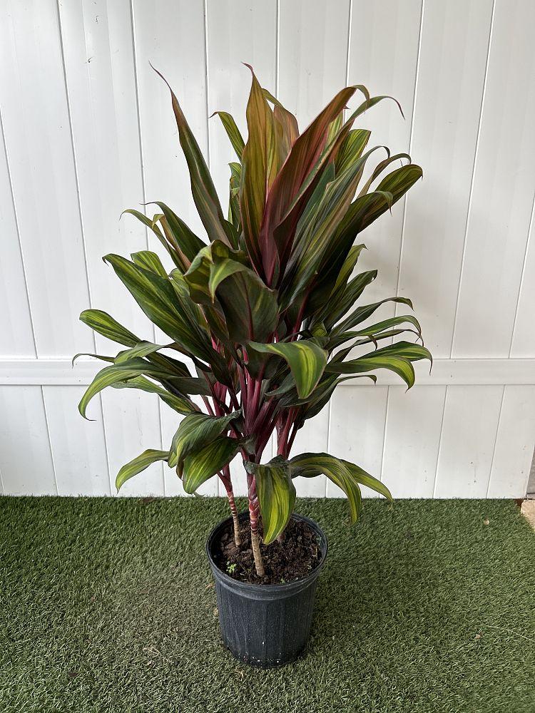 Cordyline Fruticosa Harlequin - View 14 from www redcrocus com