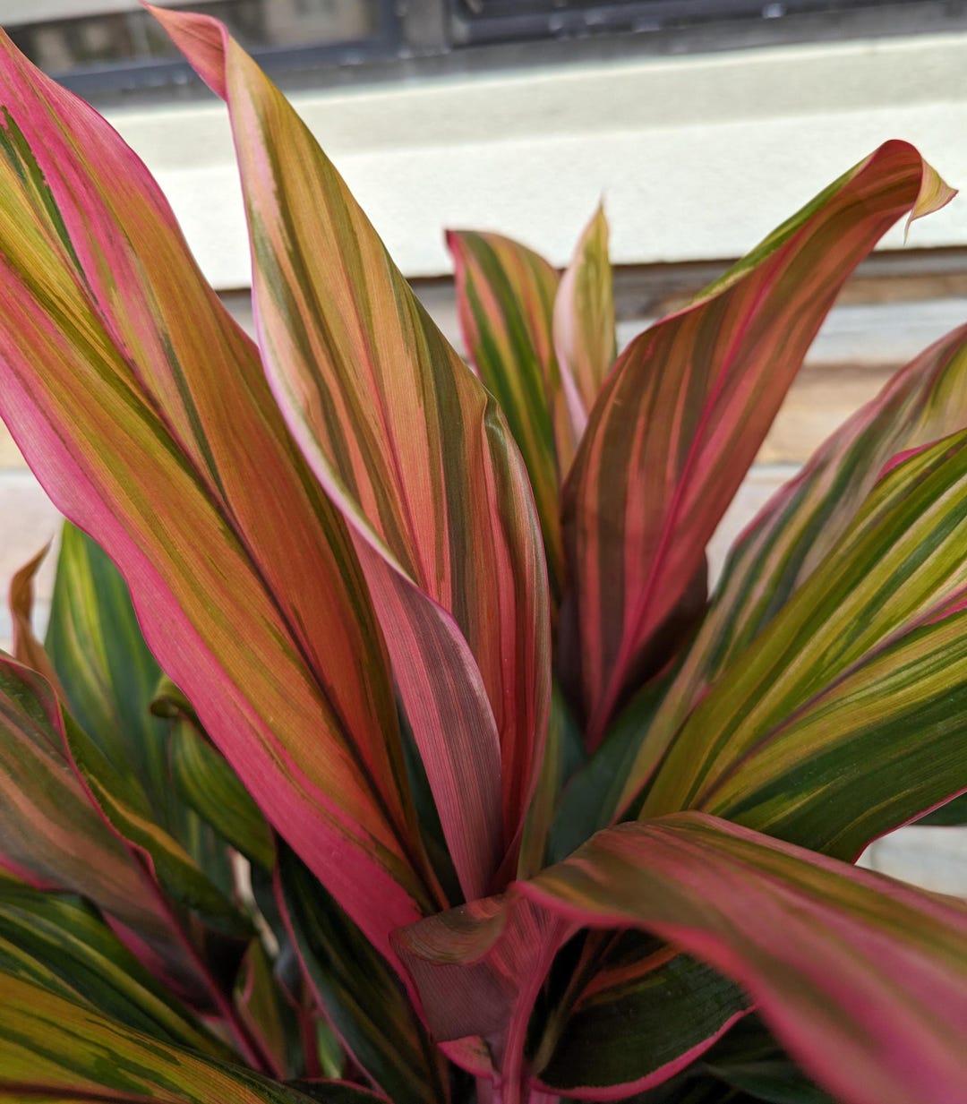 Cordyline Fruticosa Harlequin - View 15 from www redcrocus com